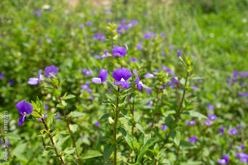 The beautiful light purple flowers with green blur leaves in the natural garden
