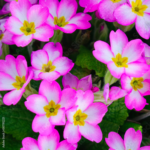 Spring pink primroses flowers, primula polyanthus background, purple primroses in spring, the beautiful colors primrose flowers in the garden