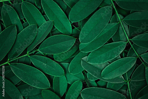 Background with dark green leaves  fresh flat background