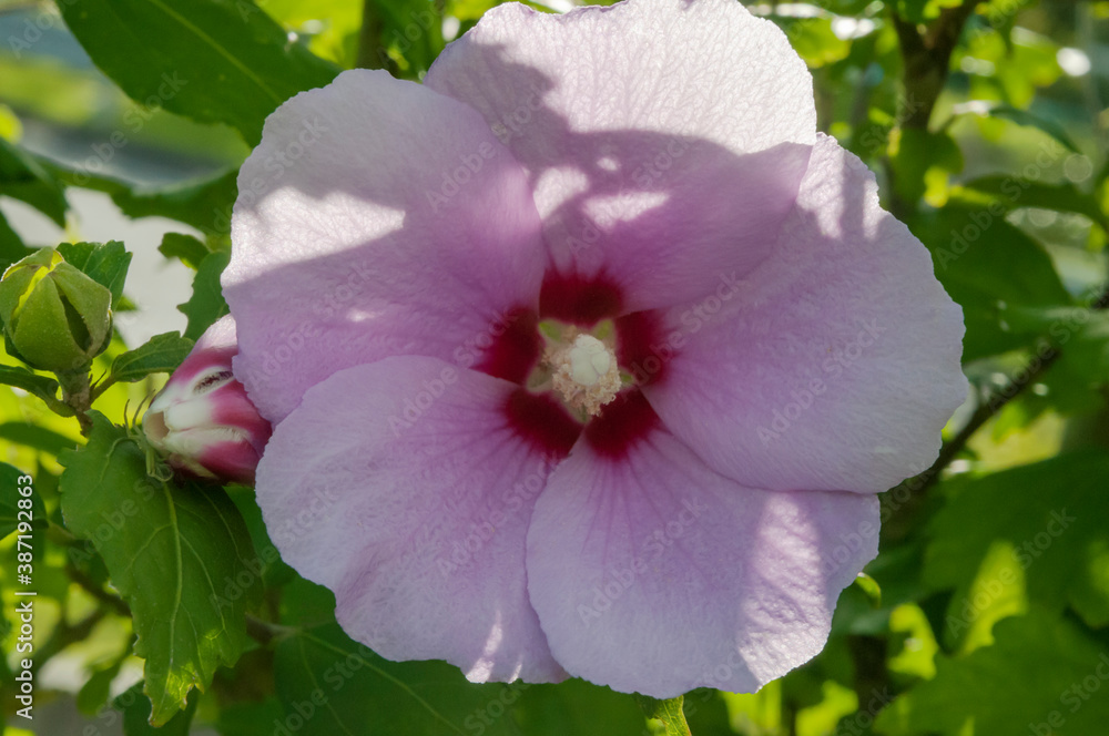 Obraz premium 薄ピンクのムクゲの花