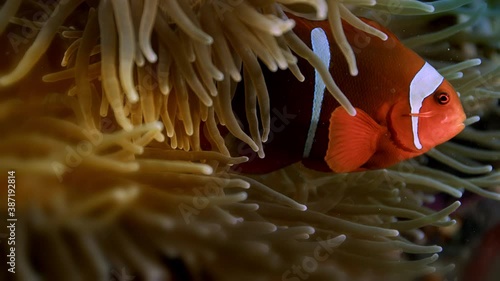 A Spinecheek anemonefish (Premnas biaculeatus) snuggles into the tentacles of its host anemone, Raja Ampat, Indonesia, slow motion photo