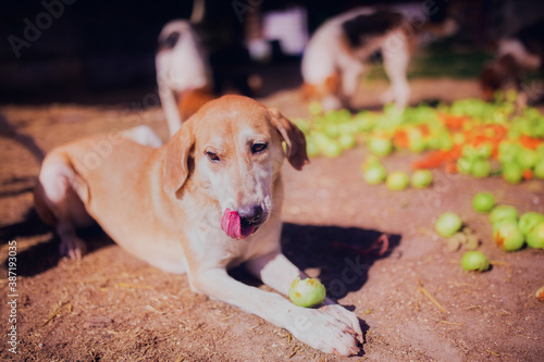 Beagle dog eating apples on a walk in August, portrait of a beagle dog