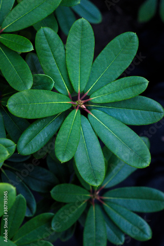 Zielone liście Rododendrona