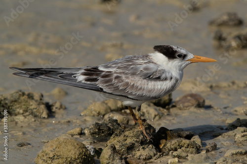 Portrait of a Greater Crested Tern at Busaiteen coast, Bahrain