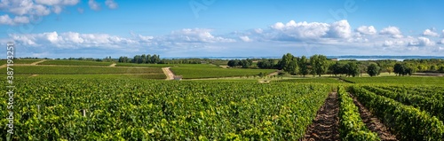 Vine agriculture in Medoc region near Bordeaux vineyard