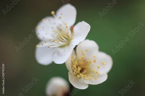 梅の花