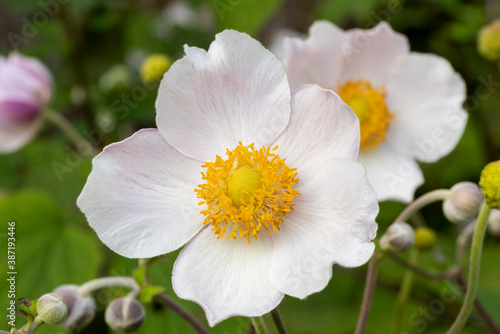 Fototapeta Naklejka Na Ścianę i Meble -  Close up of white windflower, Anemone 'Wild Swan'. Bright yellow centre with pale pink tinged petals. Focus on foreground bloom. Blurred background.