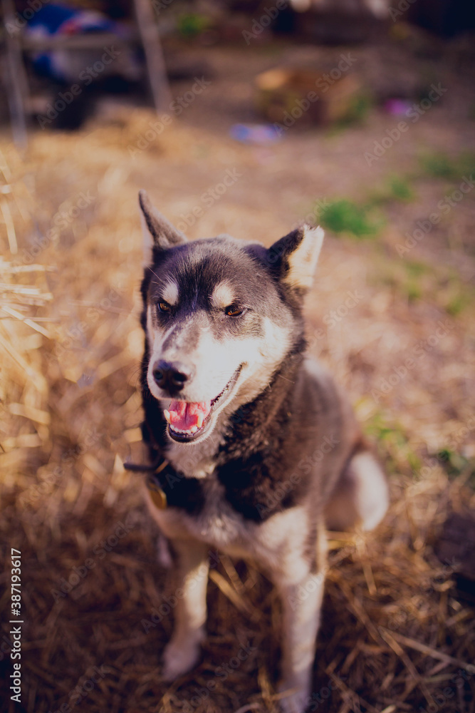 Young husky in summer, close-up portrait