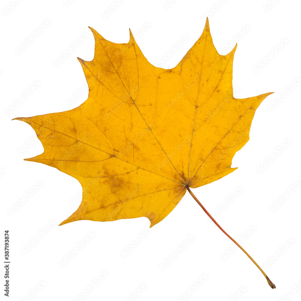 Maple autumn leaf isolated on white background