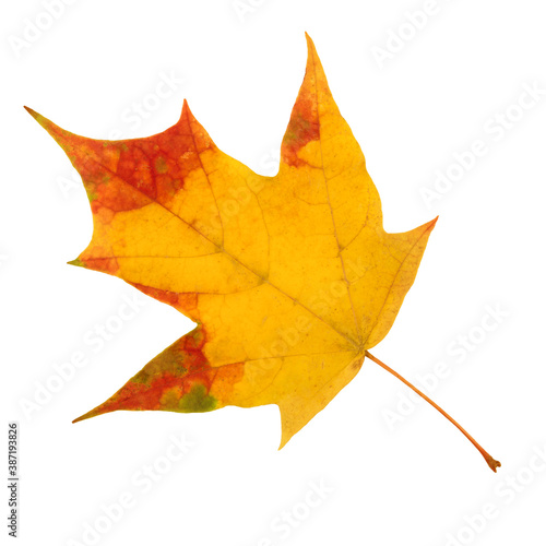 Maple autumn leaf isolated on white background