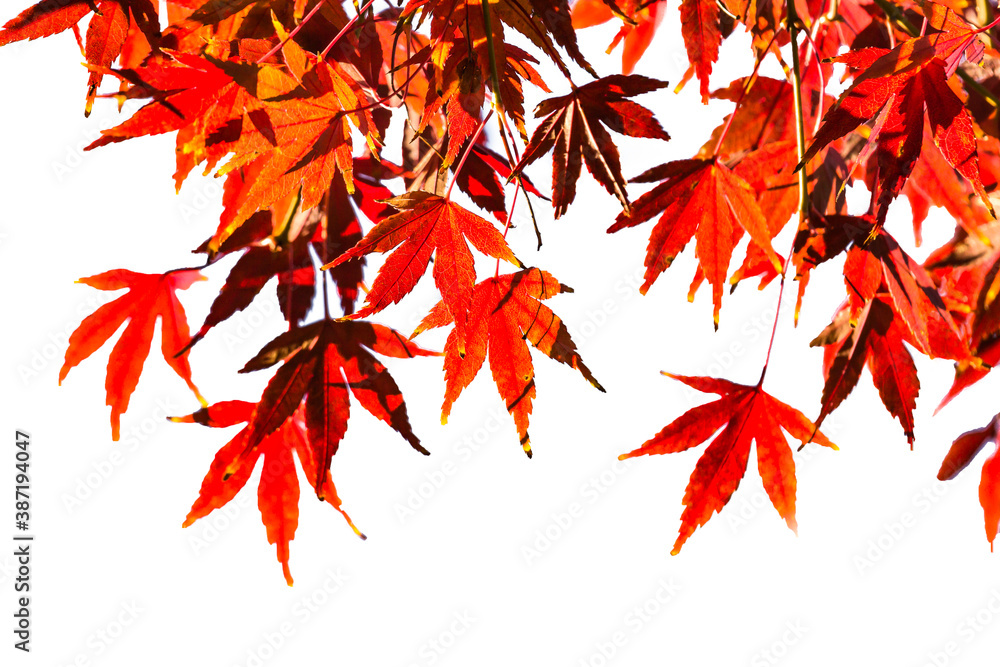 Maple tree in autumn beautiful naturally on white background.. Maple tree in autumn beautiful naturally on white background..