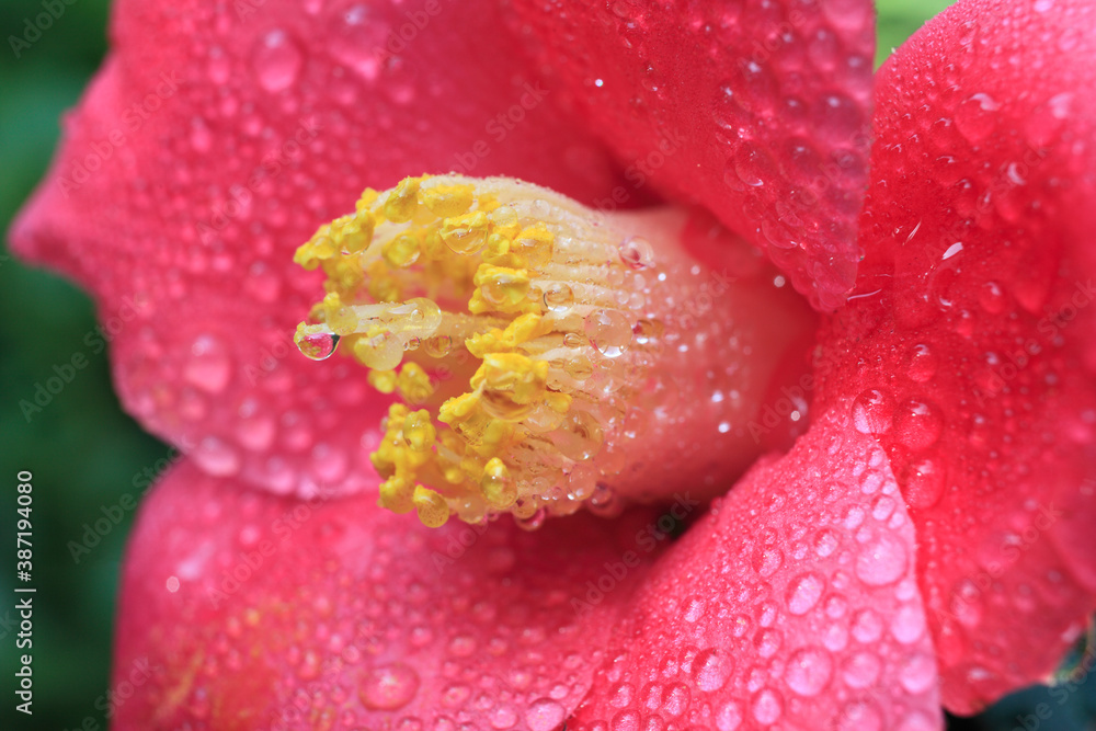 椿の花 椿の花