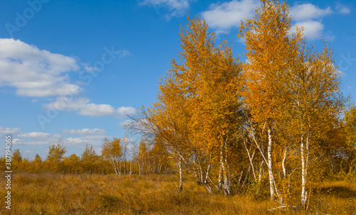 birch tree forest glade, bright autumn day scene