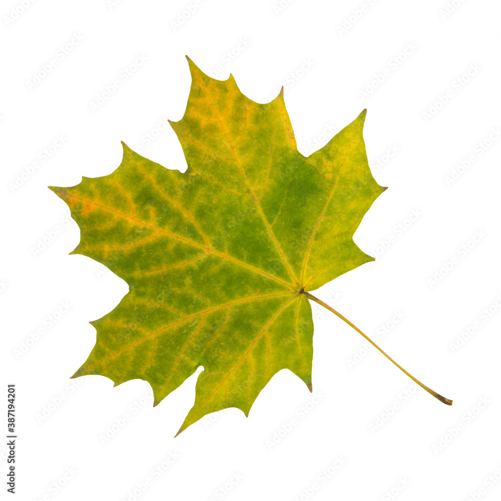 Fototapeta premium Maple autumn leaf isolated on white background