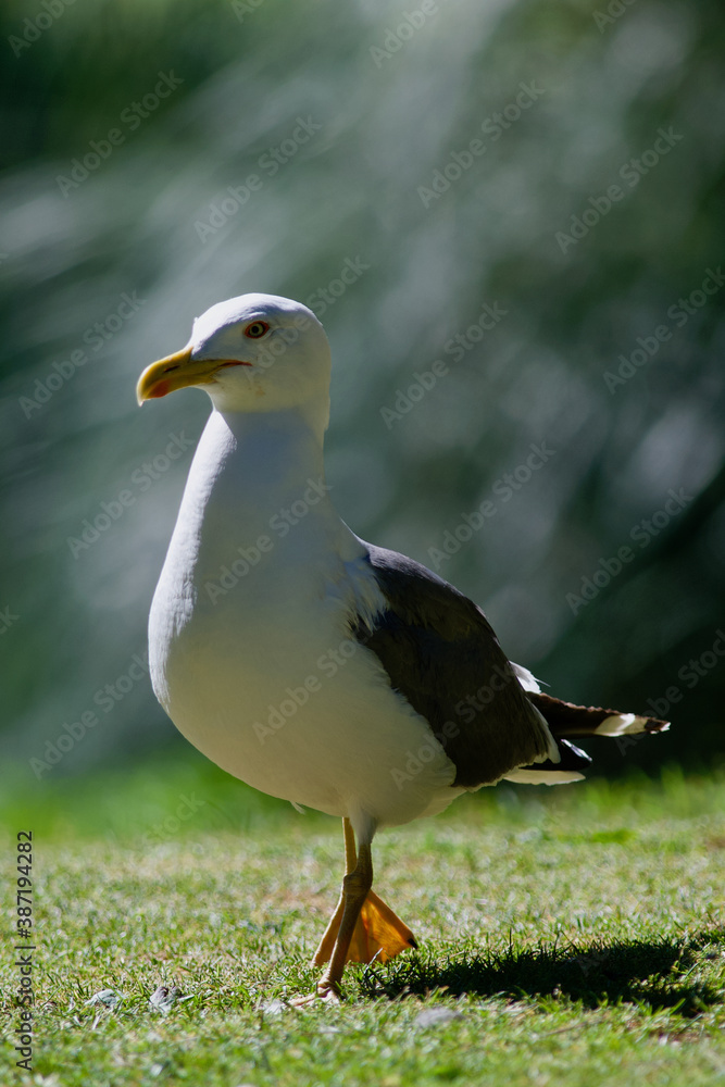 Goéland Goéland