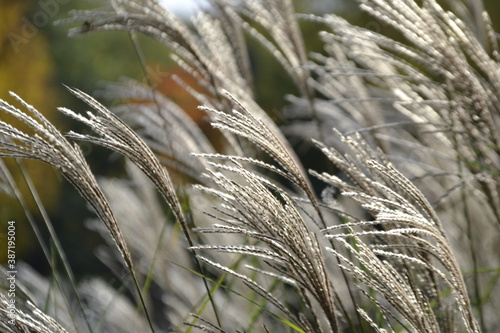 trawy w słońcu photo