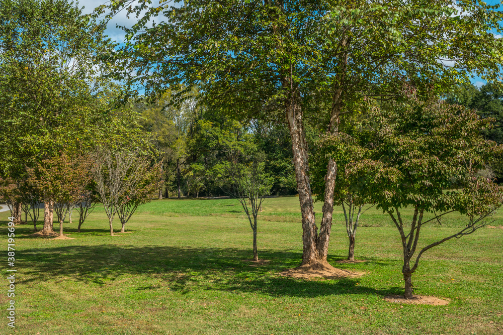 River birch tree