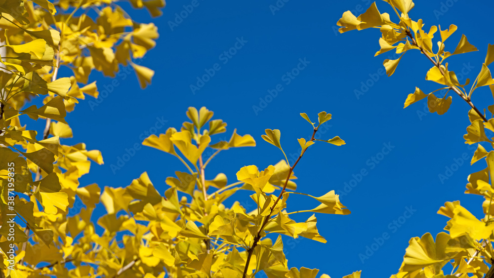 Ginkgobaum im Herbst Ginkgobaum im Herbst
