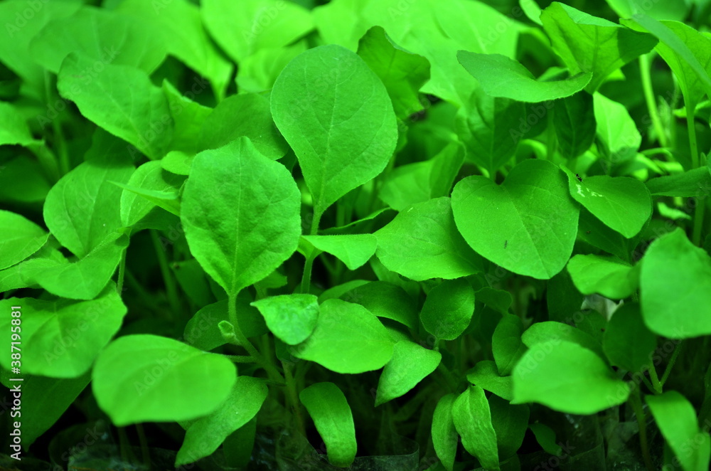 close up of fresh tropical green leaf for background close up of fresh tropical green leaf for background