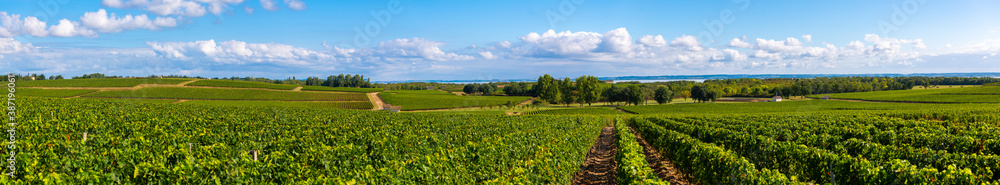 Medoc Vineyard, Medoc wine region, Nouvelle-Aquitaine, France