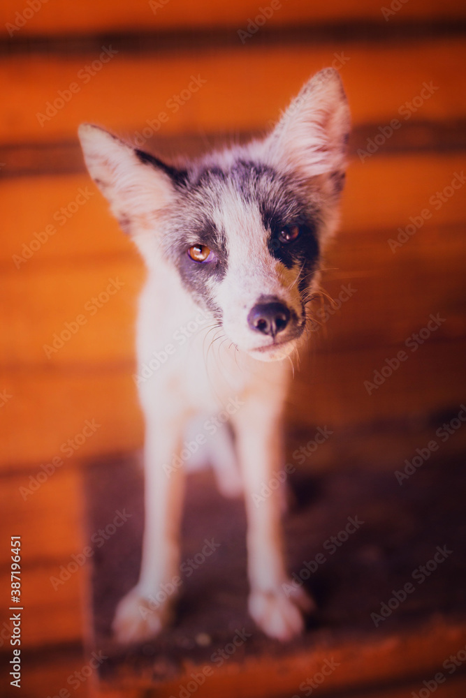 Portrait of a resting fox rescued from a fur production, close-up fox shot with a wide angle lens