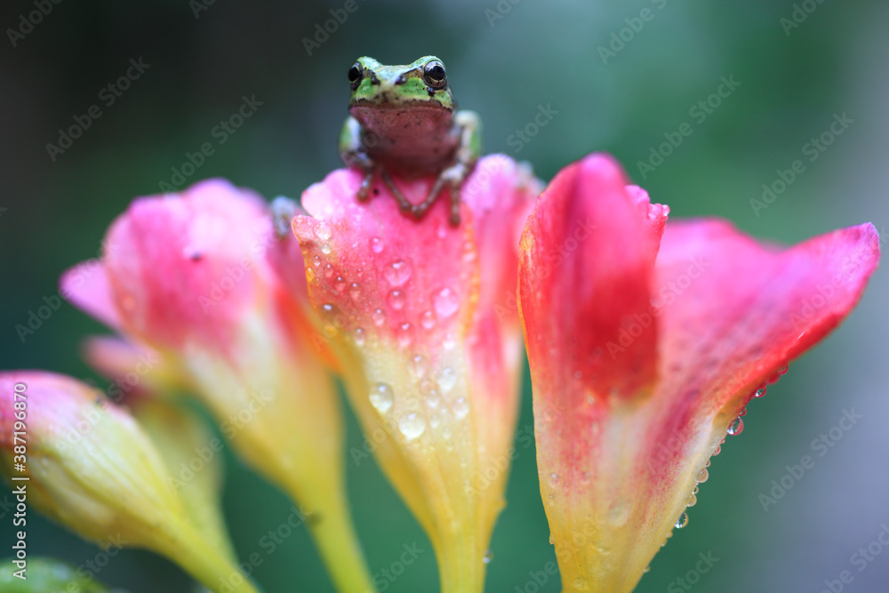 お花とカエル お花とカエル