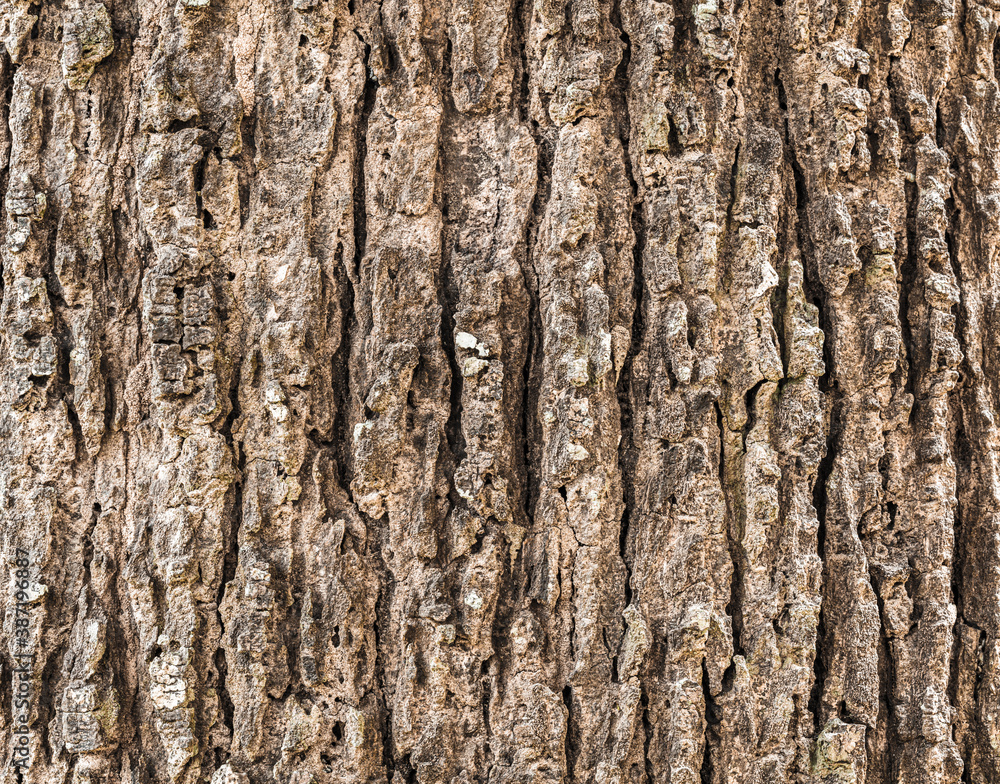 Texture of tree bark background Texture of tree bark background