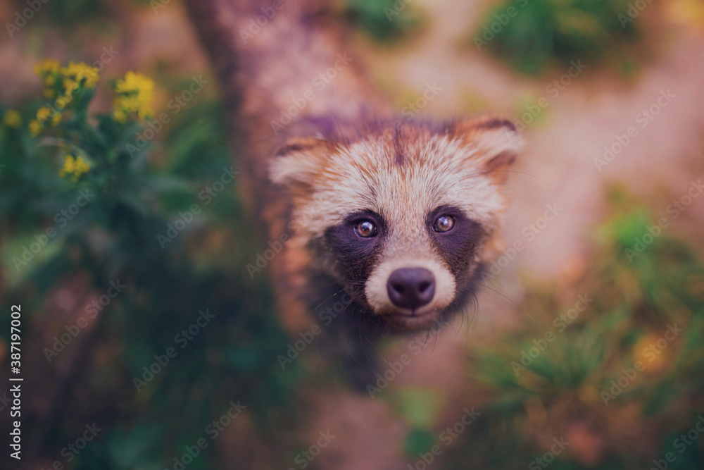 Fototapeta premium Close-up raccoon dog, portrait of a raccoon dog in nature