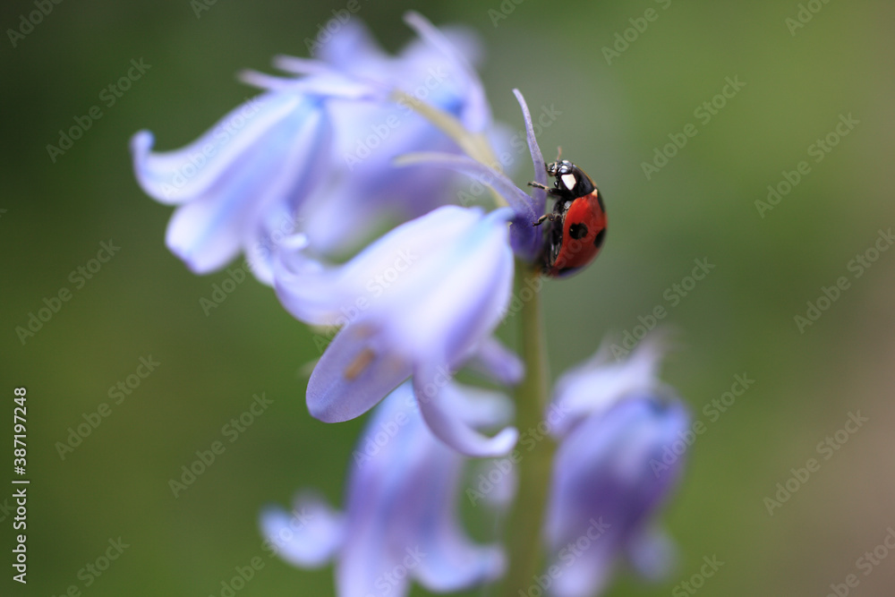 Naklejka premium お花とてんとう虫