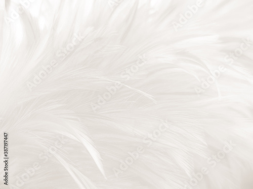 Beautiful abstract gray feathers on white background and soft white feather texture on white pattern and brown background, white texture, love theme, valentines day