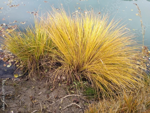 plantes jaunes fines herbes d'étang automnal 1 yellow plants in a lake autumn 1