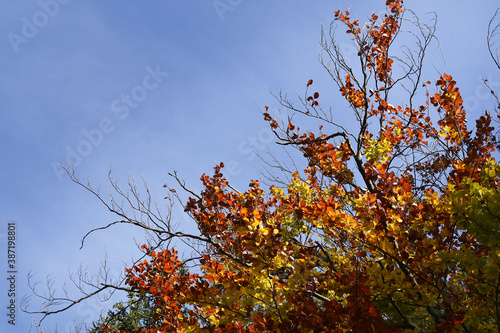 Äste der Buche mit Herbstlaub aus gelben, roten und braunen Blättern strecken sich in den blauen Himmel