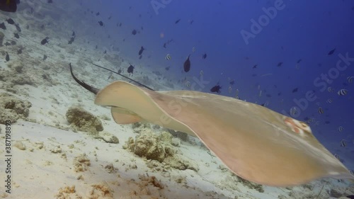 Stingray swimming on the reef in maldives

