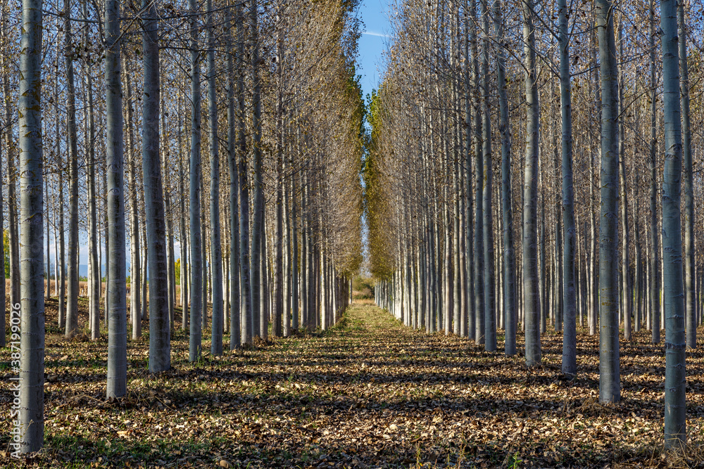 Plantation of Canadian poplars in autumn. Populus canadensis. Province of León, Spain.