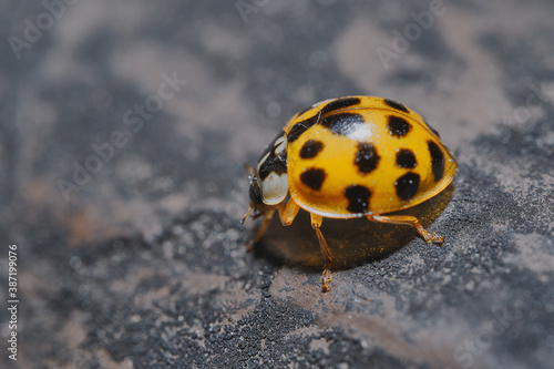 Lady Bug - Coccinellidae is a widespread family of small beetles ranging in size from 0.8 to 18 mm 
