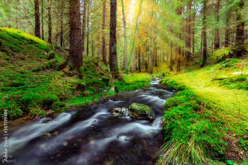 stream in the forest  River in the forest with sunlight  spring and nice green.  Coniferous forest