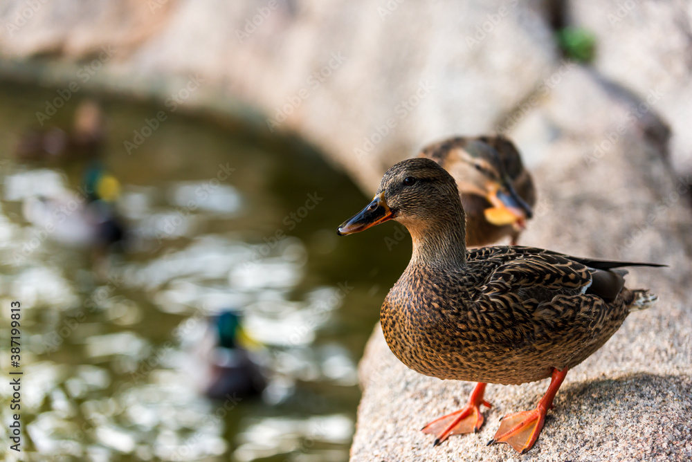 Close-up duck in the park of Olbia, Sardinia - Italy Close-up duck in the park of Olbia, Sardinia - Italy