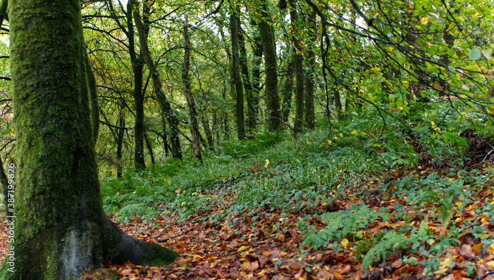 Autumn in an ancient Cornish woodland forrest, with bright green brown and many other autumnal colours. Autumn in an ancient Cornish woodland forrest, with bright green brown and many other autumnal colours.
