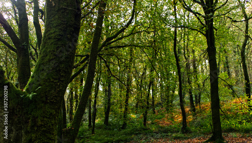 Autumn in an ancient Cornish woodland forrest  with bright green brown and many other autumnal colours.