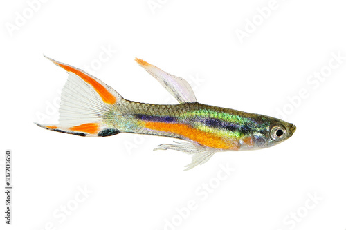 Endler Guppy Poecilia wingei tiny colorful tropical aquarium fish