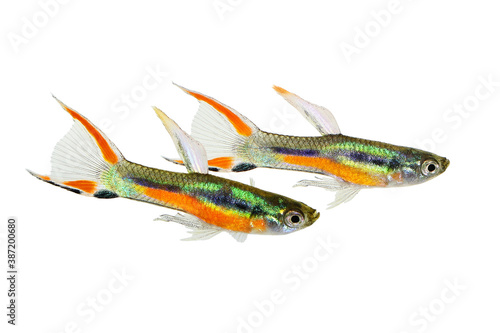 Endler Guppy Poecilia wingei tiny colorful tropical aquarium fish