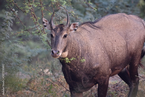 Muscular Nilgai bull (Blue Bull) busy feeding early in the morning