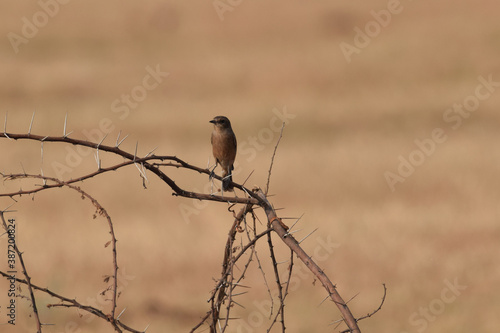 Brown Rock Chat sitting on a thorny bush in the morning sun