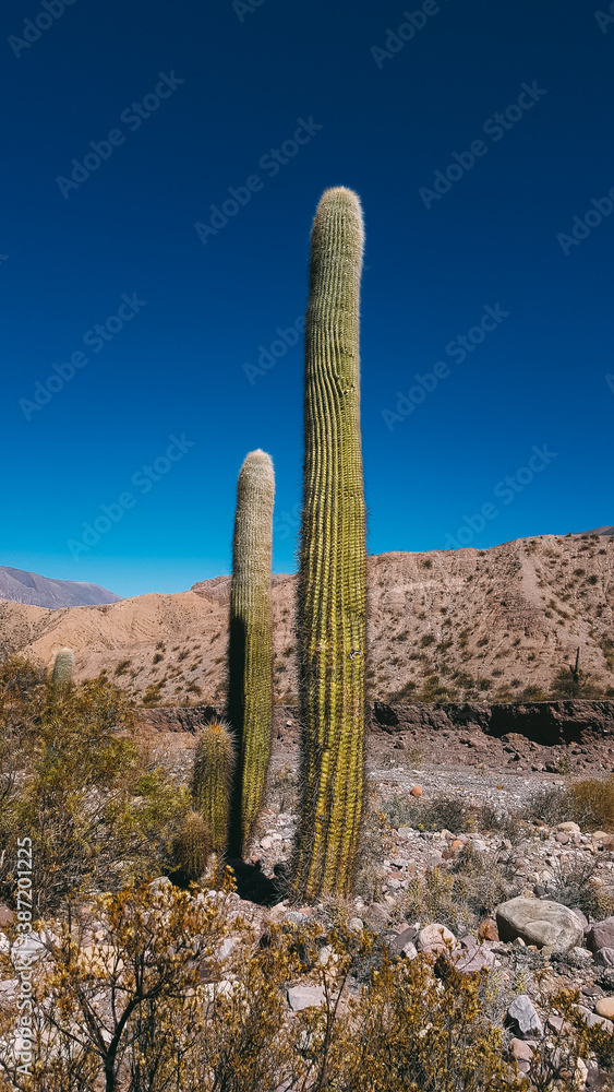 cactus in a dry desert