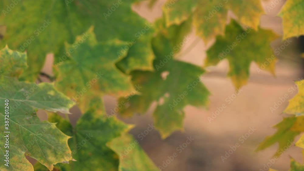 Falling autumn maple leaves natural background. Colorful foliage. Leaves in autumn season. Falling autumn maple leaves natural background. Colorful foliage. Leaves in autumn season.