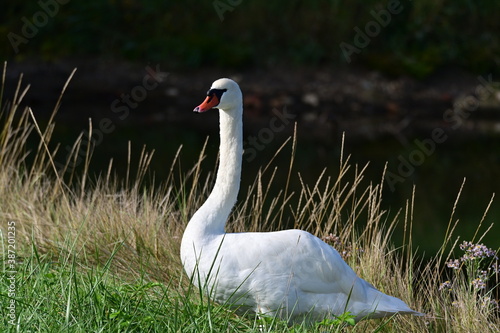 Cygne