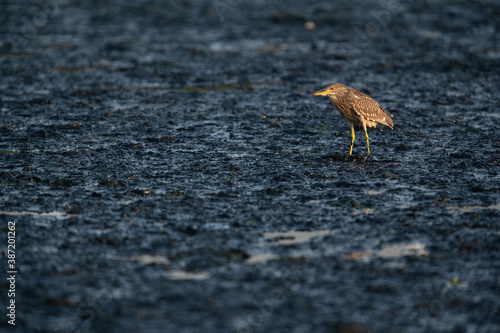 Black-crowned Night heron at Tubli bay, Bahrain