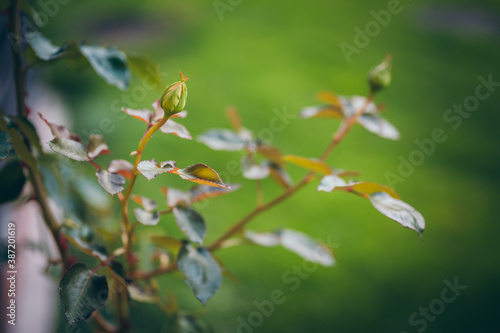 Rosenknospen im Herbst
