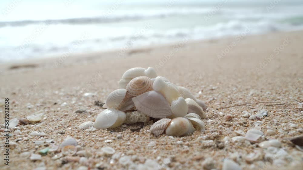 Seashell at the beach in sunset copy area Phuket, Thailand