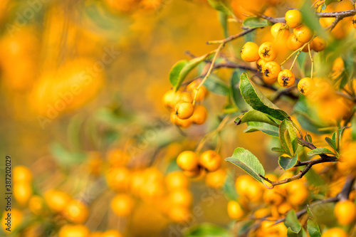 Bright yellow autumn berries of a pyracantha bush. Garden plant 